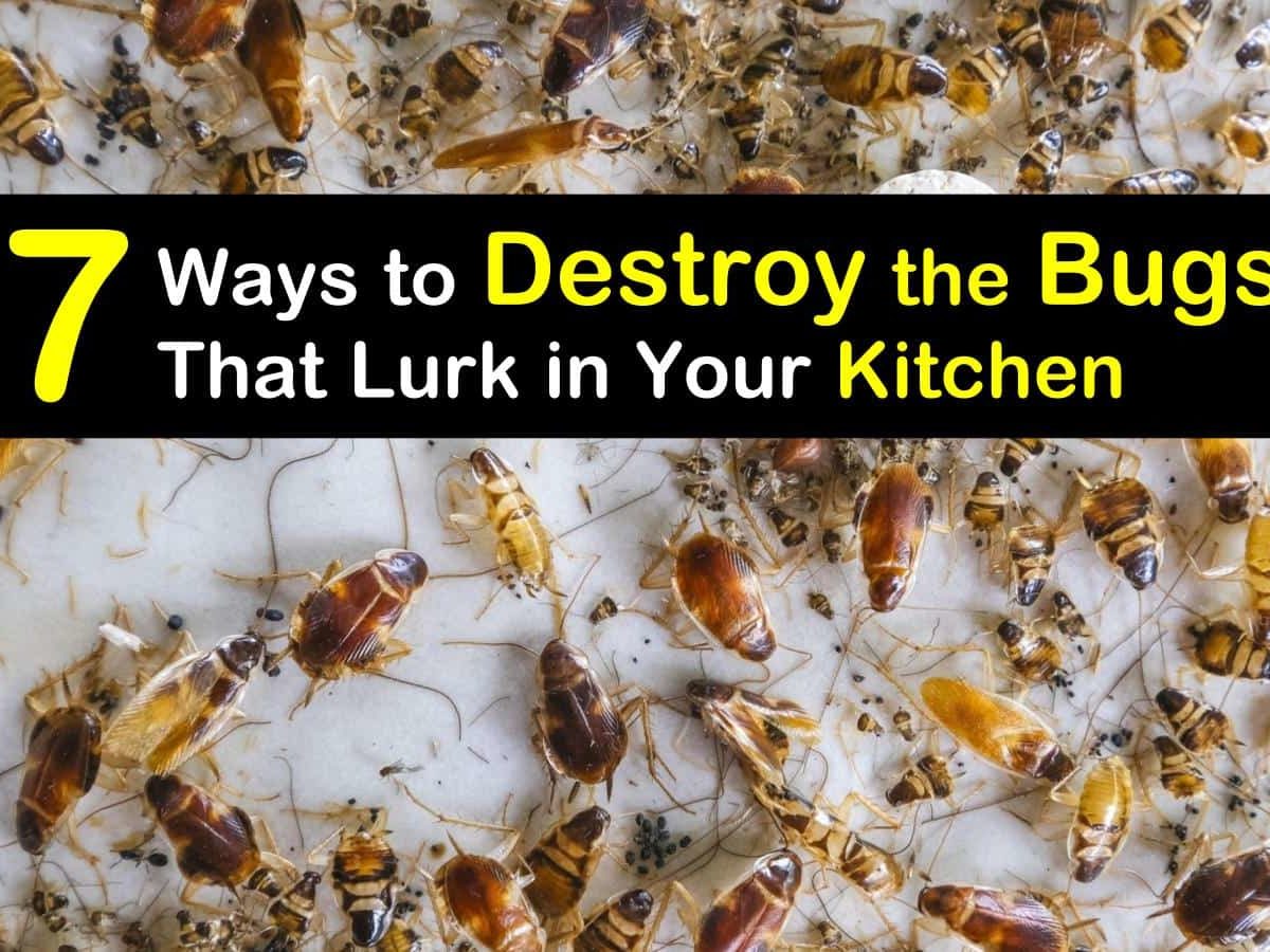 How To Get Rid Of Bugs In Kitchen Cabinets | www.cintronbeveragegroup.com