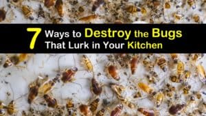 Get Rid of Bugs in the Kitchen titleimg1