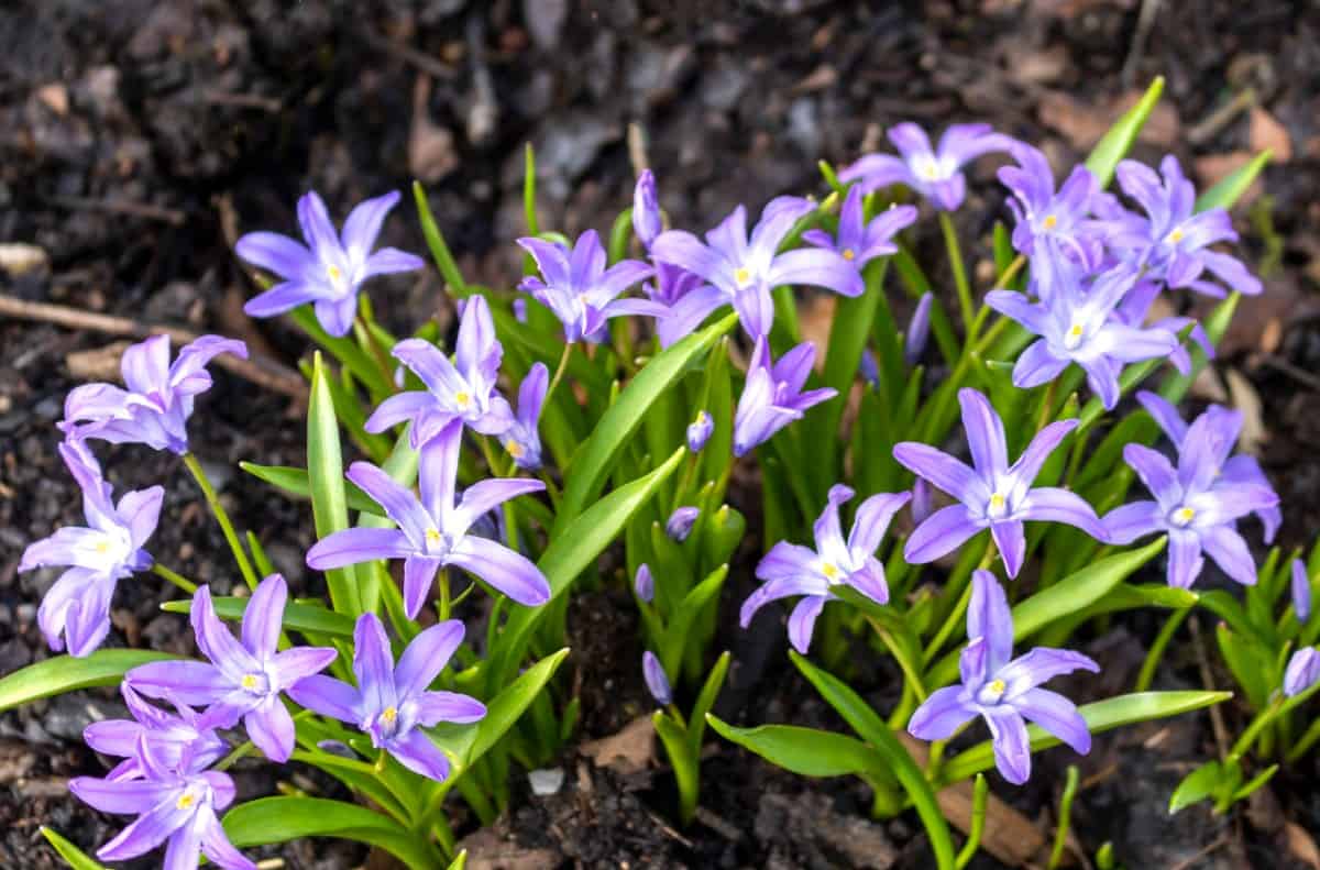 Glory-of-the-snow has star-shaped flowers.