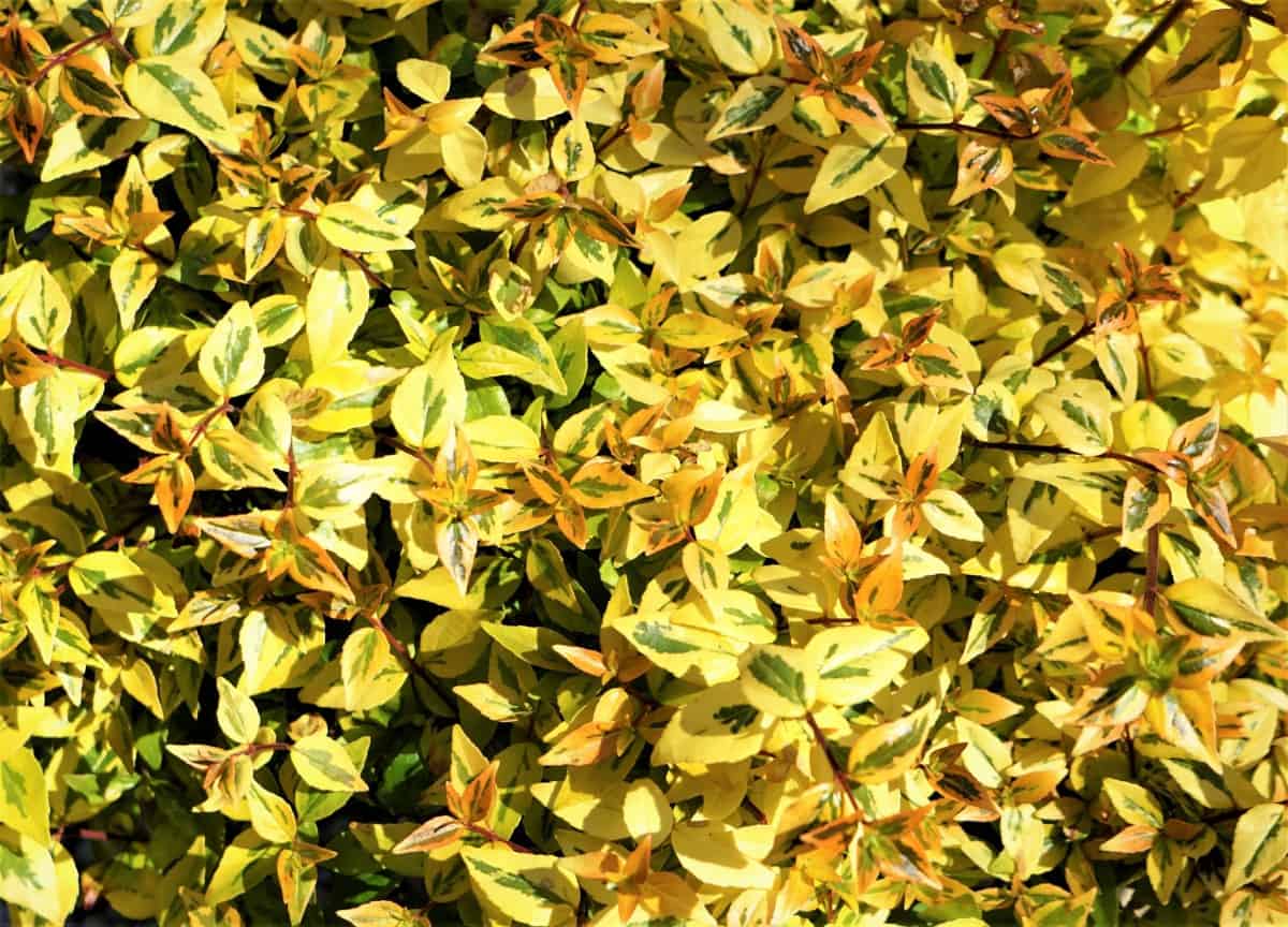 The glossy abelia has four-season interest and color.