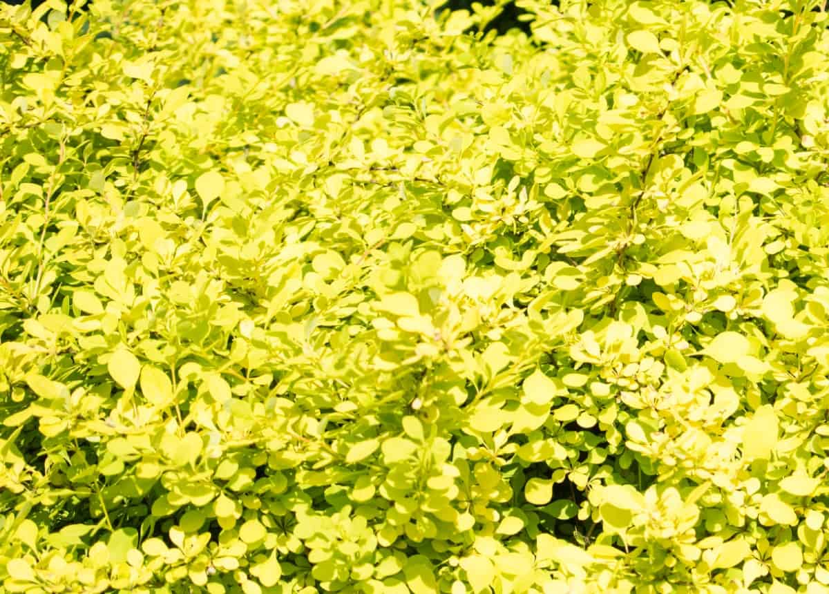 The golden Chinese barberry is a yellow-flowering shrub.