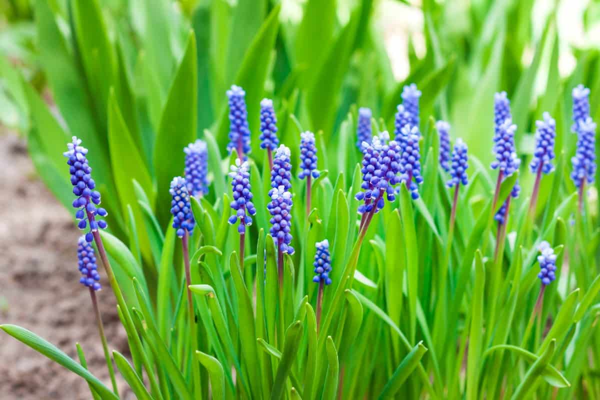 The grape hyacinth is a spring-blooming perennial.