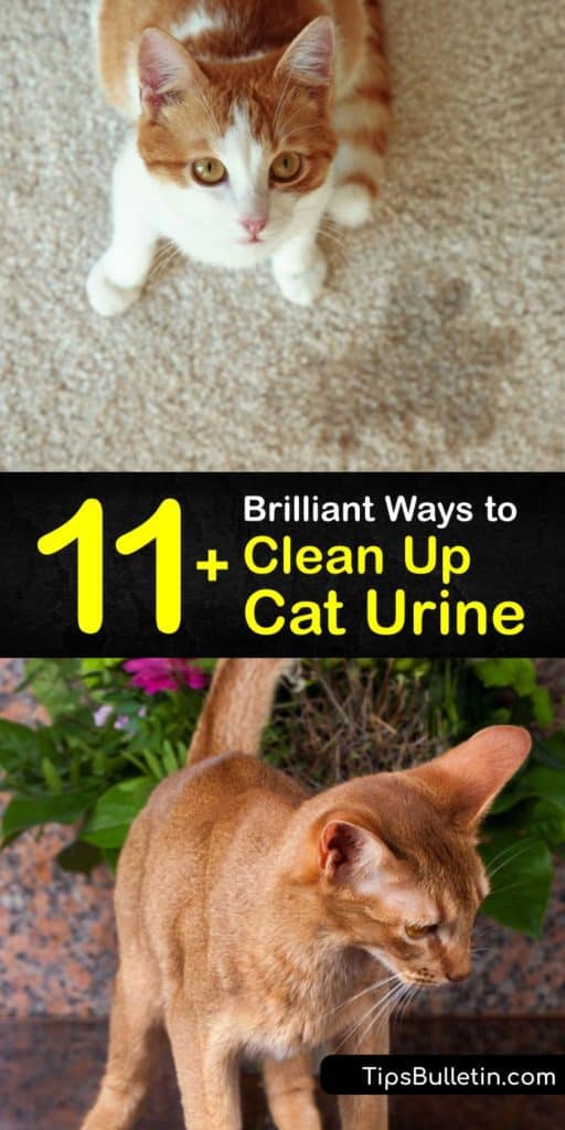 Use these amazing DIY methods to get rid of cat urine odor and cat pee stains with household items like dish soap, a spray bottle, and paper towels. If your cat refuses to use their litter box, spraying an enzyme cleaner quickly disinfects the affected area. #cleaner #cat #urine #homemade