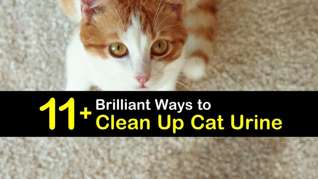 Homemade Cat Urine Cleaner titleimg1