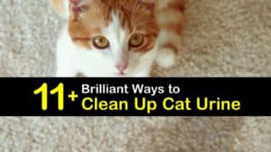 Homemade Cat Urine Cleaner titleimg1