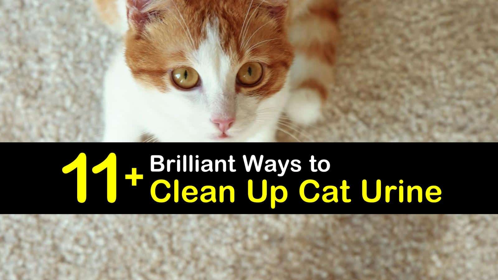 11+ Brilliant Ways to Clean Up Cat Urine