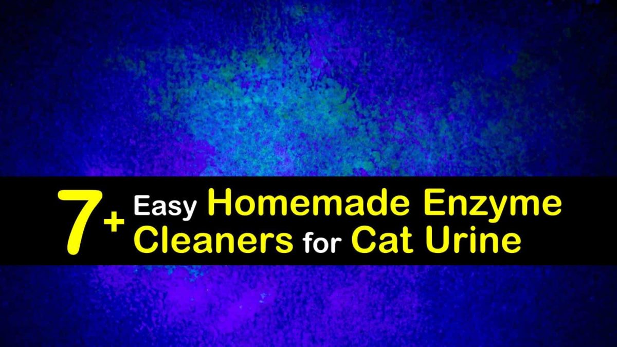 Cat deals pee enzyme