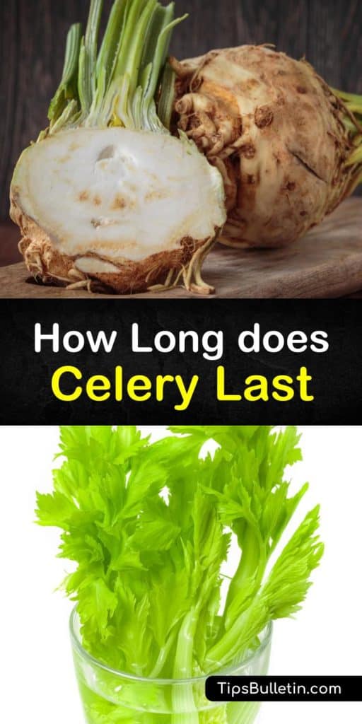 Find out why you shouldn’t store your celery stalks in a plastic bag. Instead, use a damp paper towel or ice water. Learn how to keep your celery fresh with these incredible food storage tips. #howlong #celery #last