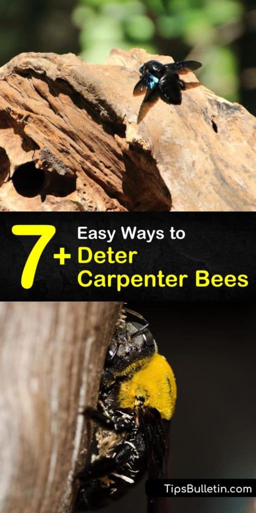 Find out the best ways to get rid of carpenter bees without using pesticides. If you see sawdust under your eaves, it might be from female carpenter bees. Act fast to seal the hole with caulk. #howto #deter #carpenter #bees