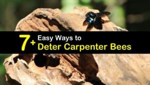 How to Deter Carpenter Bees titleimg1