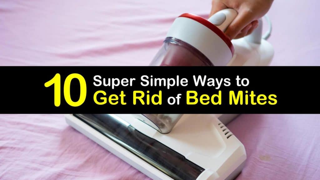 How to Get Rid of Bed Mites titleimg1