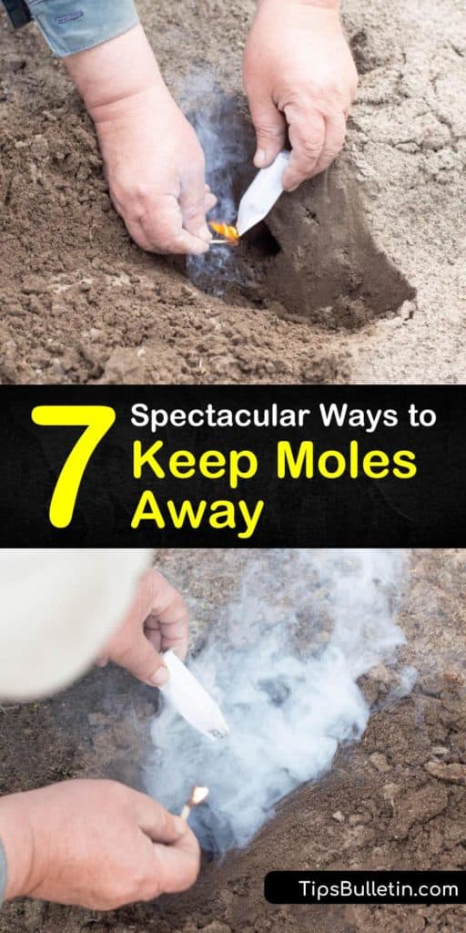 Discover natural ways to keep moles from burrowing in your garden. Use our recipe for homemade mole repellent against moles as well as other critters like gophers and voles. Prevent mole tunnels and molehills and keep your garden looking beautiful. #howto #keep #moles #away #repellent