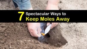 How to Keep Moles Away titleimg1