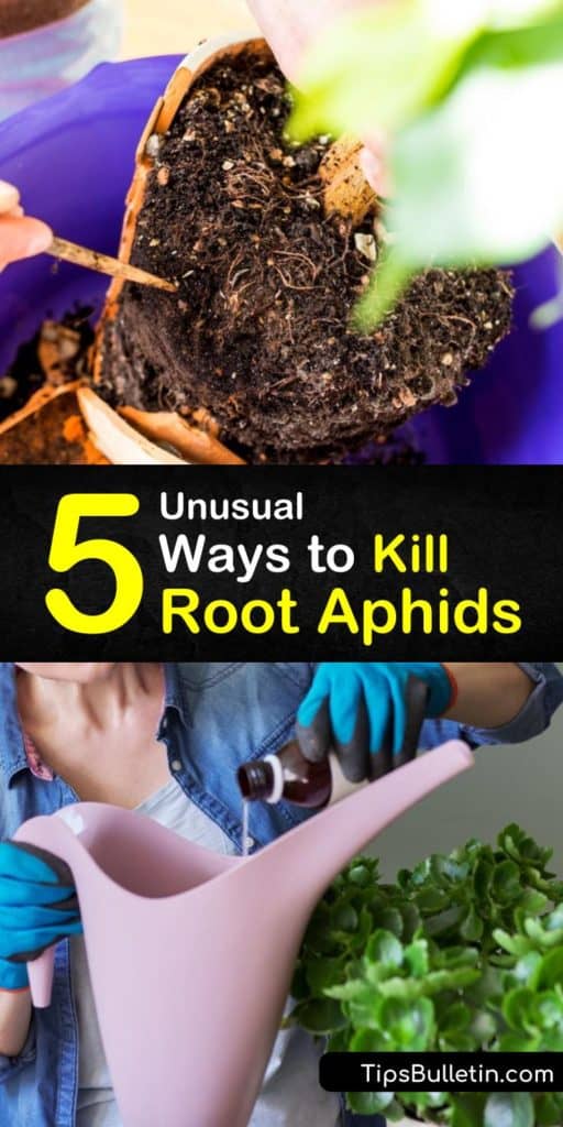 Save your herb and cannabis plants from being turned into a snack when you discover how to get rid of root aphids and mealybugs. Learn how to identify honeydew, drench plants in neem oil, and introduce nematodes and ladybugs that work as a natural insecticide. #getridof #root #aphids #howto