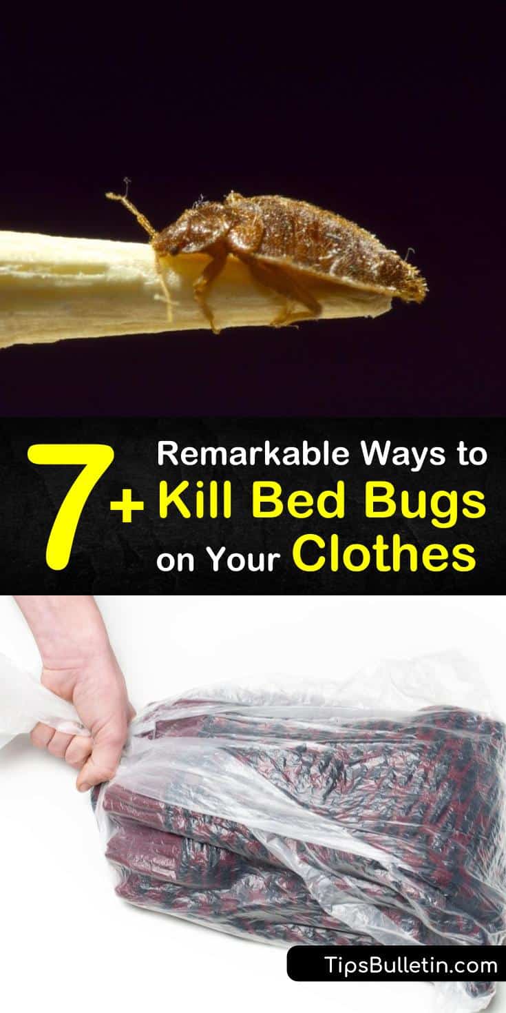 7+ Remarkable Ways to Kill Bed Bugs on Your Clothes - How To Prevent Bed Bugs From Getting On Your Clothes
