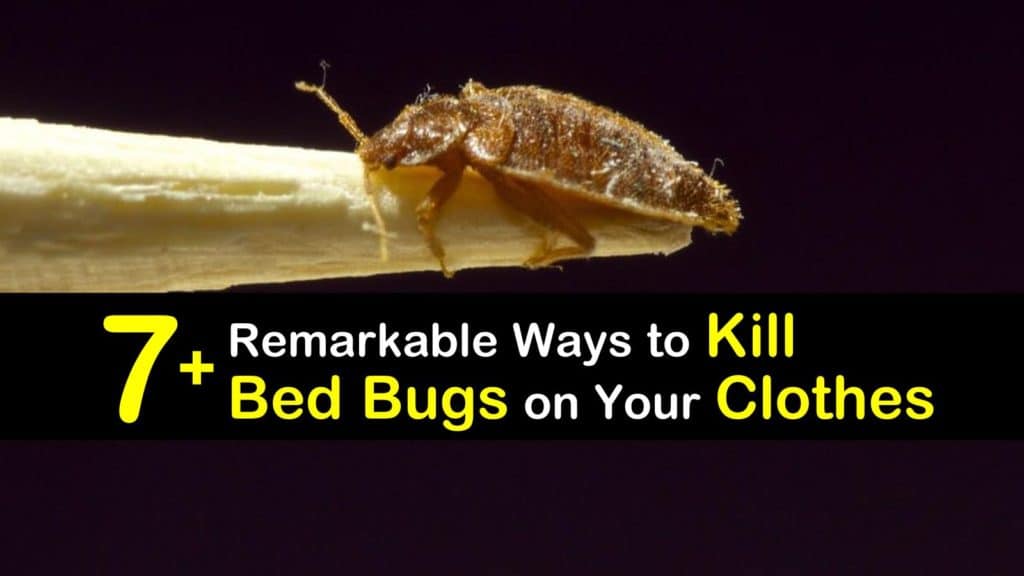 How to Kill Bed Bugs on Clothes titleimg1
