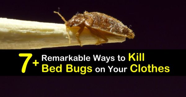 Kill Bed Bugs On Your Clothes, Do Bed Bugs Hide In Plastic Containers
