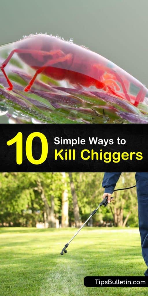 Refrain from calling pest control before you learn how to create homemade insecticide and pesticide to kill chiggers better than Deet, permethrin, and other store brand insect repellent. These DIY remedies kill eggs, larvae, and adults so your home is always free from pests. #howto #kill #chiggers