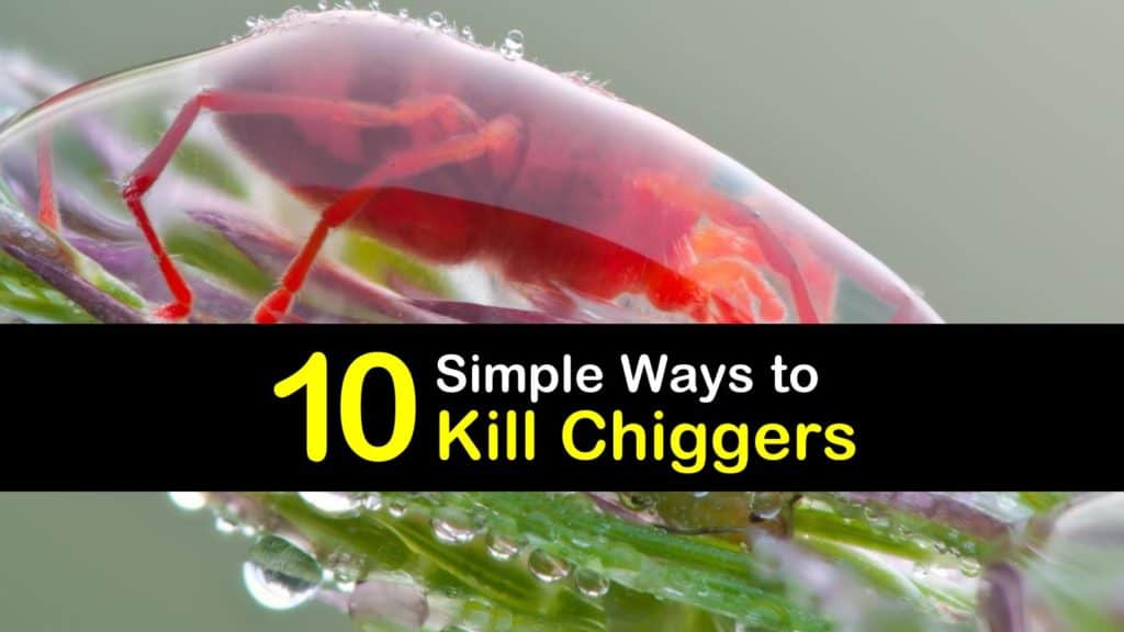 How to Kill Chiggers titleimg1