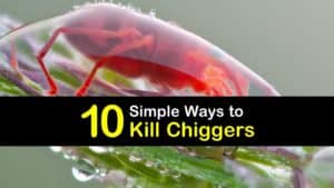 How to Kill Chiggers titleimg1