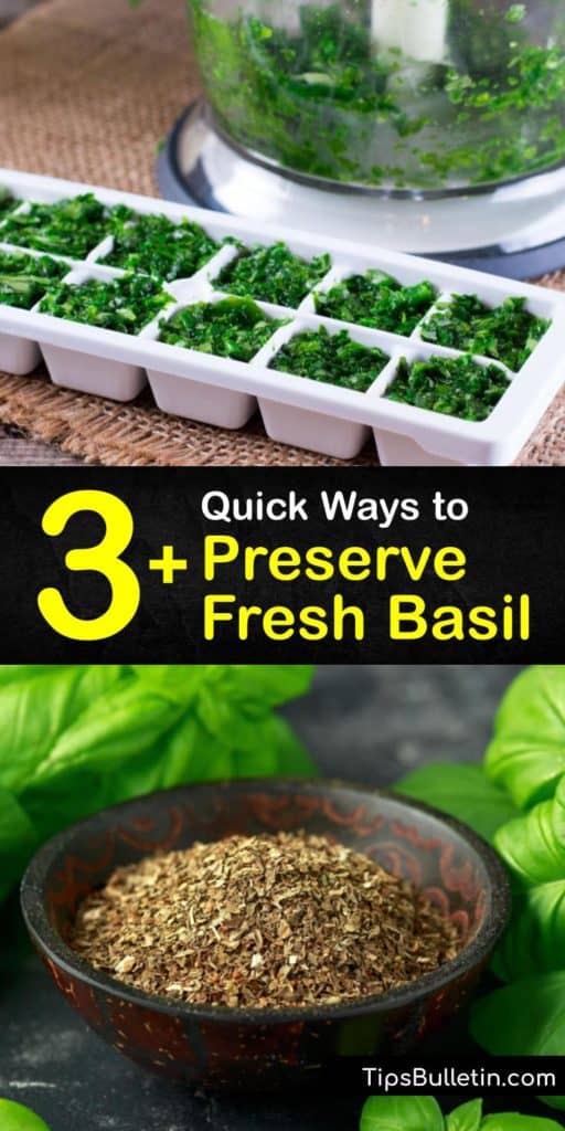 Learn how to preserve fresh basil leaves to use later. All you need are ice cube trays, a freezer bag, and a good pesto recipe. It’s easy to freeze basil to use all winter. #howto #basil #preserve