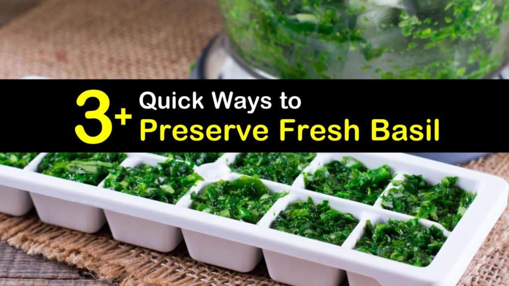 How to Preserve Basil titleimg1