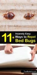 11+ Insanely Easy Ways to Repel Bed Bugs