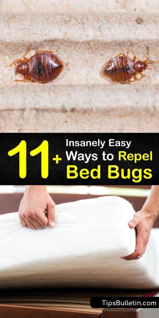 Learn how to repel and kill bed bugs that have infested your bed frames or box spring. Insecticide and pesticide repellent are common products to use on a bed bug infestation. However, rubbing alcohol and diatomaceous earth prevent bed bugs. #howto #repel #bedbugs