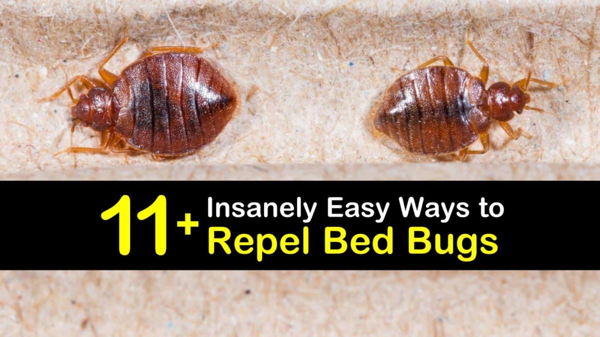 11+ Insanely Easy Ways to Repel Bed Bugs