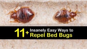 How to Repel Bed Bugs titleimg1