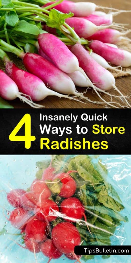 Learn how easy storing radishes and radish greens is with easy methods. Keep these root vegetables crispy, storing them at room temperature or in an airtight bag with a damp paper towel. Your radish stays crisper with these amazing DIY processes. #howto #store #radish