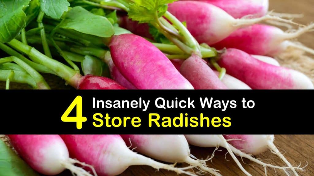 How to Store Radish titleimg1