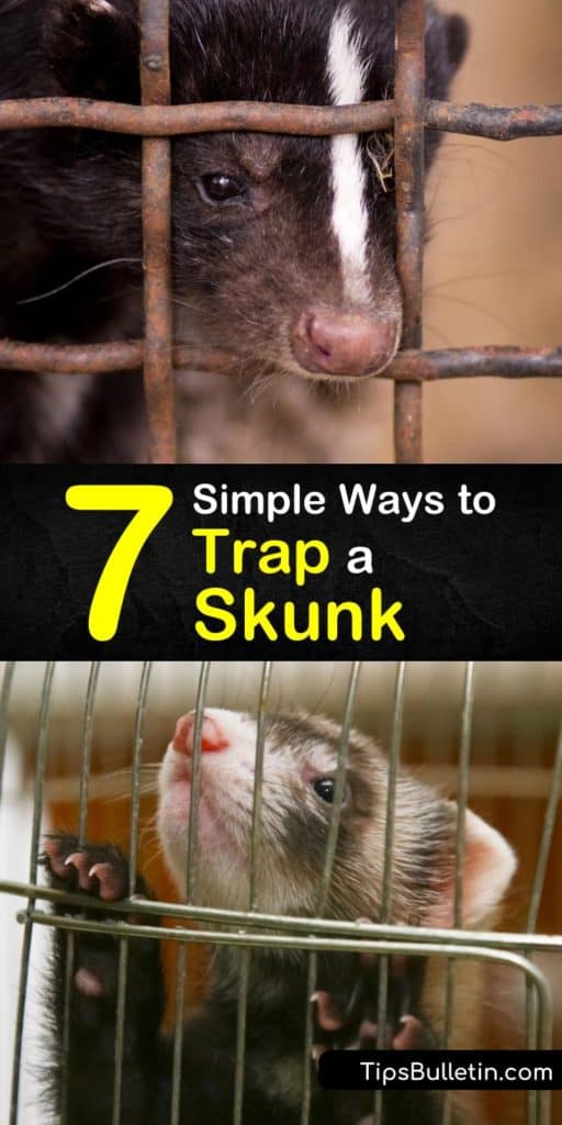 Your backyard is no place for a skunk. Learn how to capture this critter with a commercial or homemade skunk trap. Lure a skunk to a cage trap by baiting it with sardines, grubs, or marshmallows, and release the trapped skunk in a safe place. #howto #trap #skunk