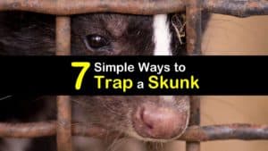 How to Trap a Skunk titleimg1