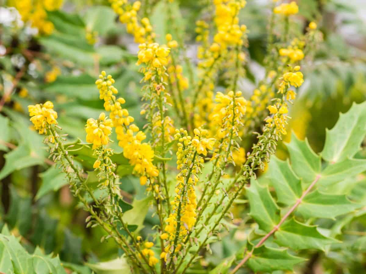 Japanese mahonias bloom in fall.