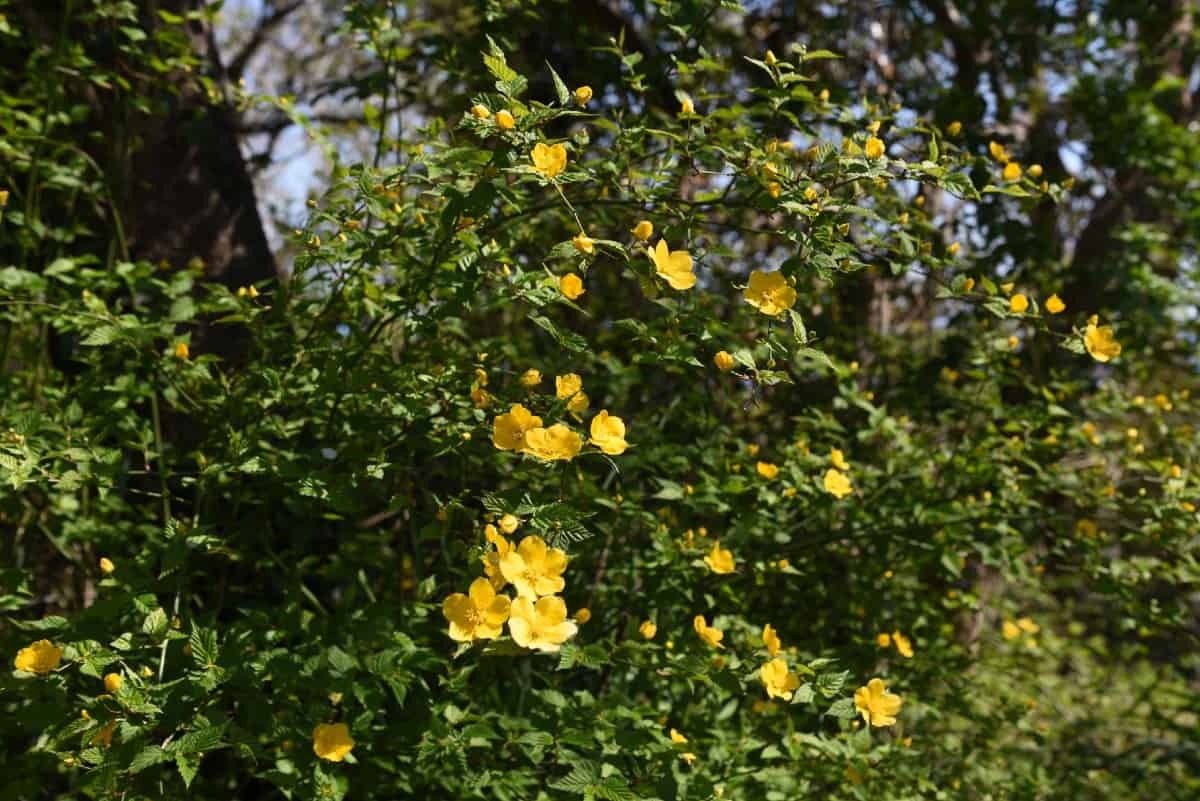 Japanese roses prefer part shade.