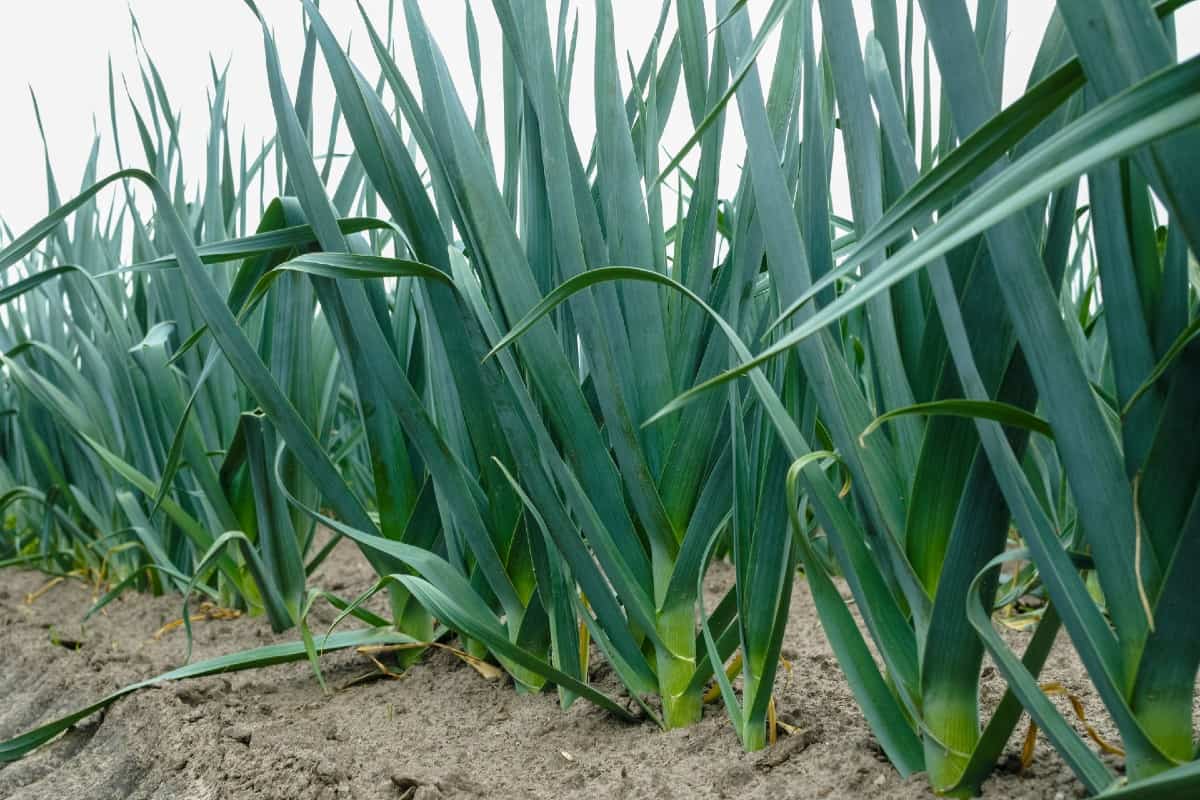 Leeks are edible and have pretty spring flowers.