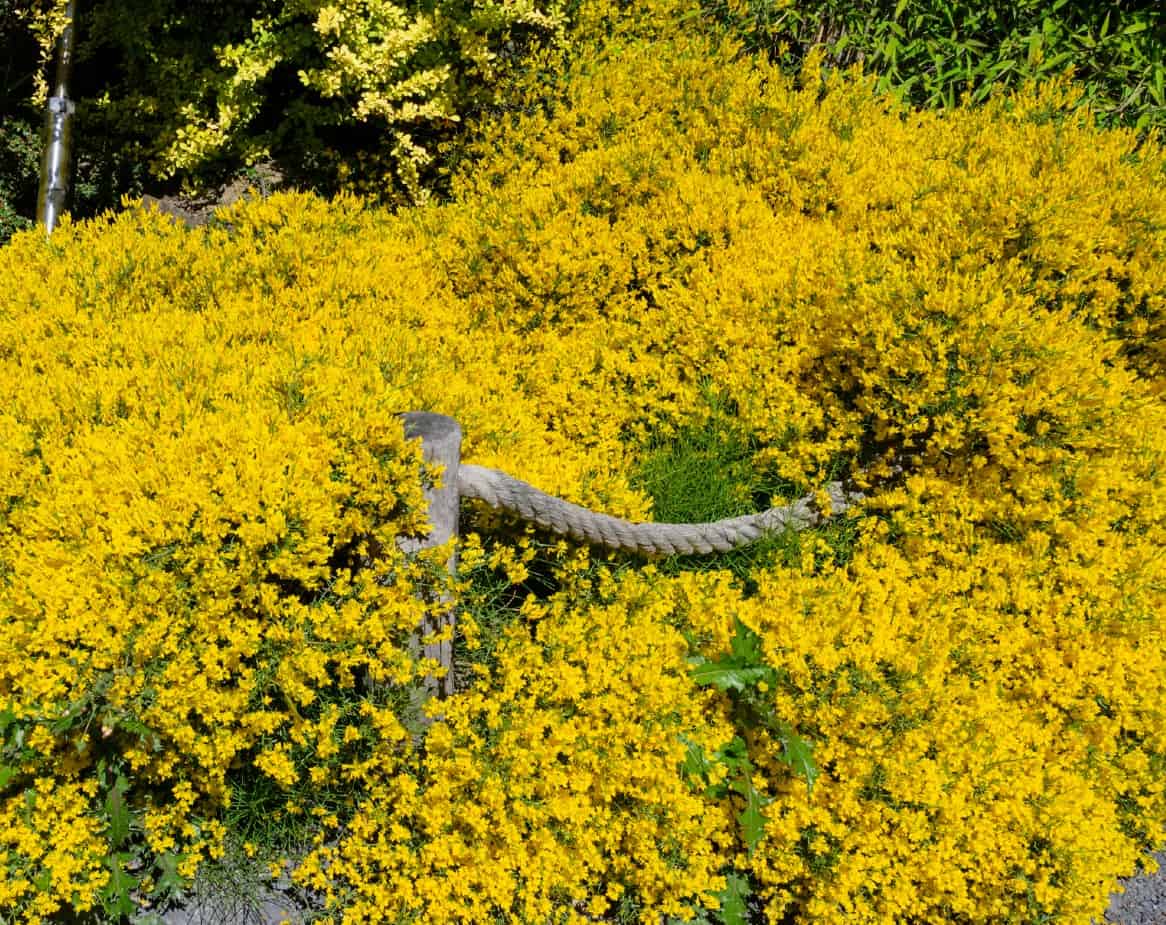 For a tough yellow shrub, grow lydian broom.