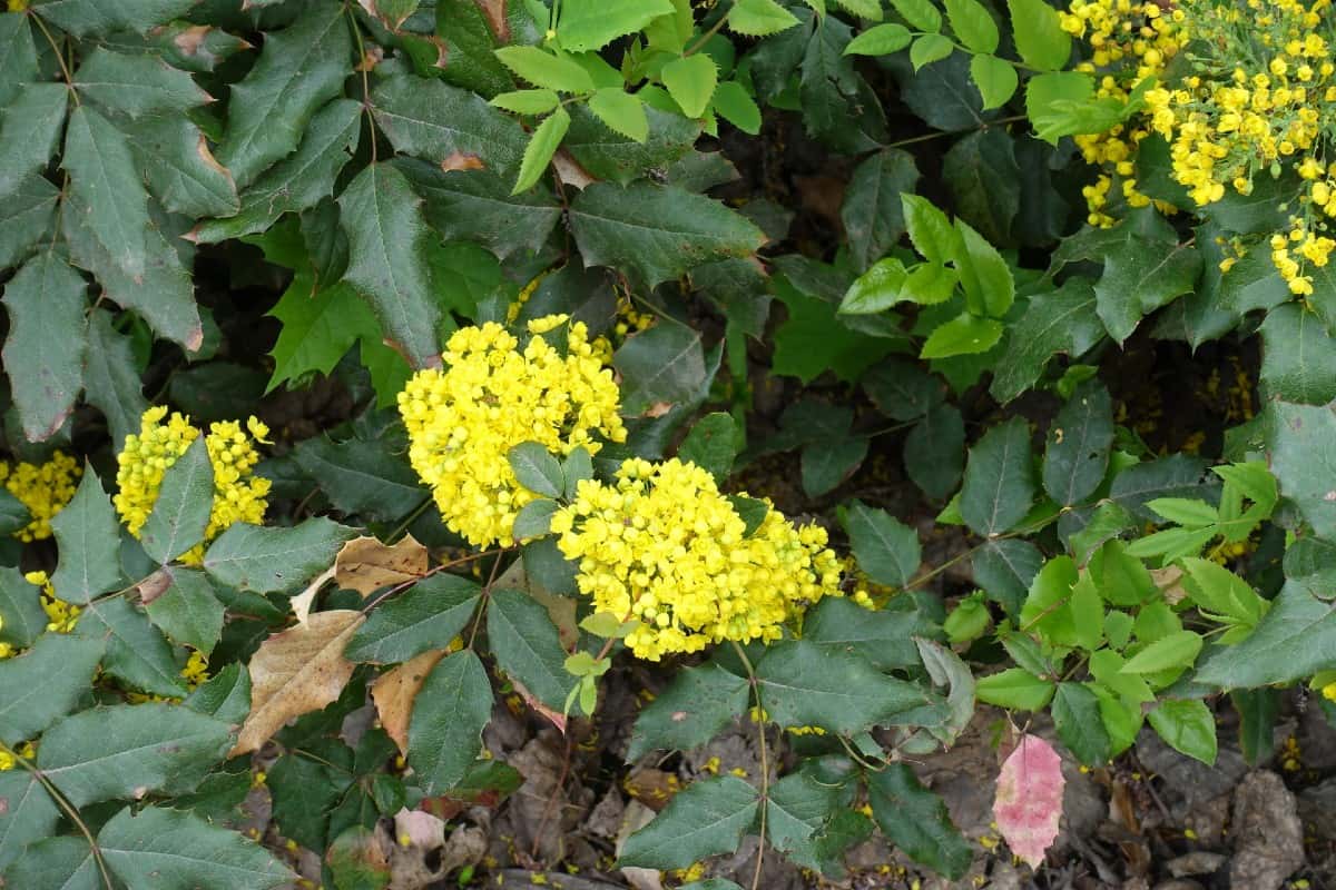 Oregon grape plants are evergreens with three-season interest.