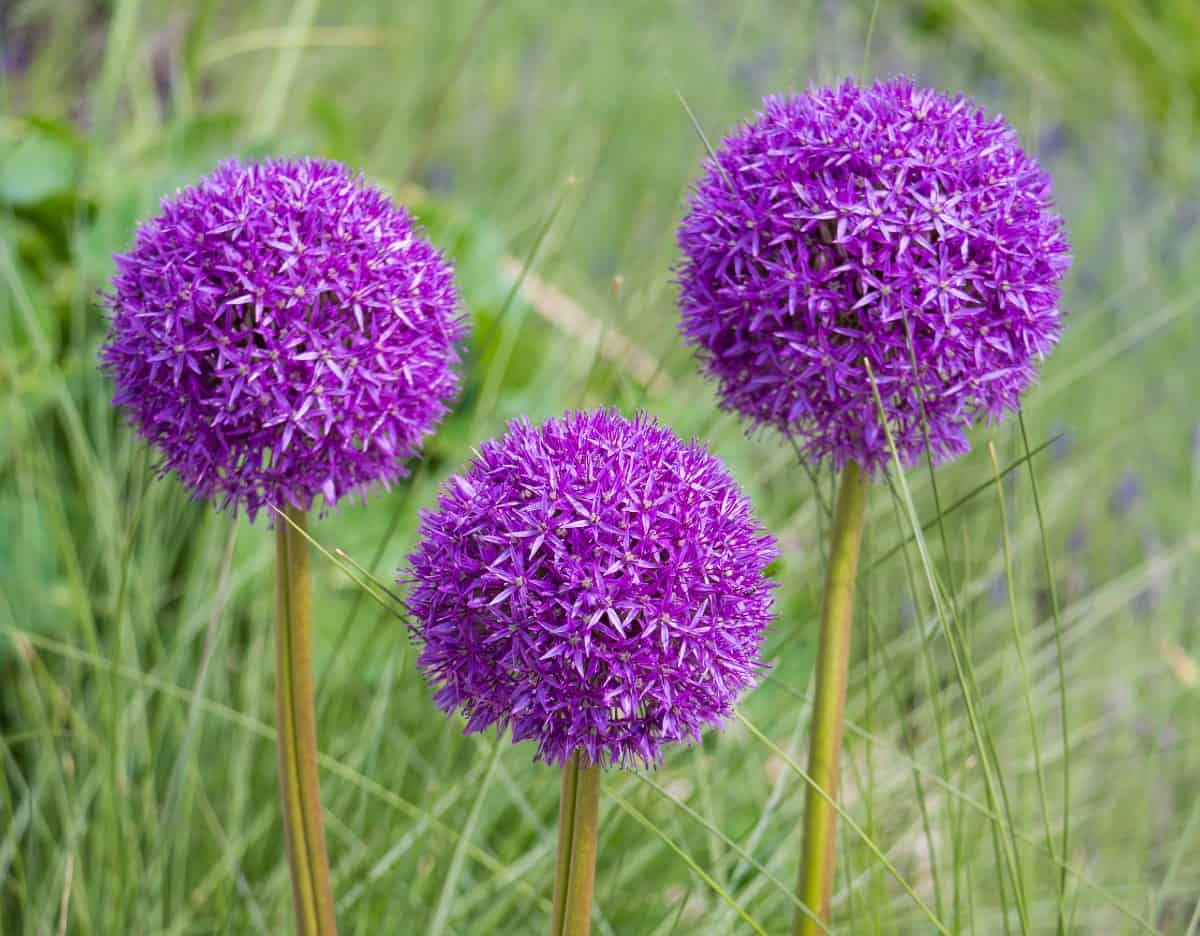 Purple sensation ornamental onions have attractive flower bulbs.