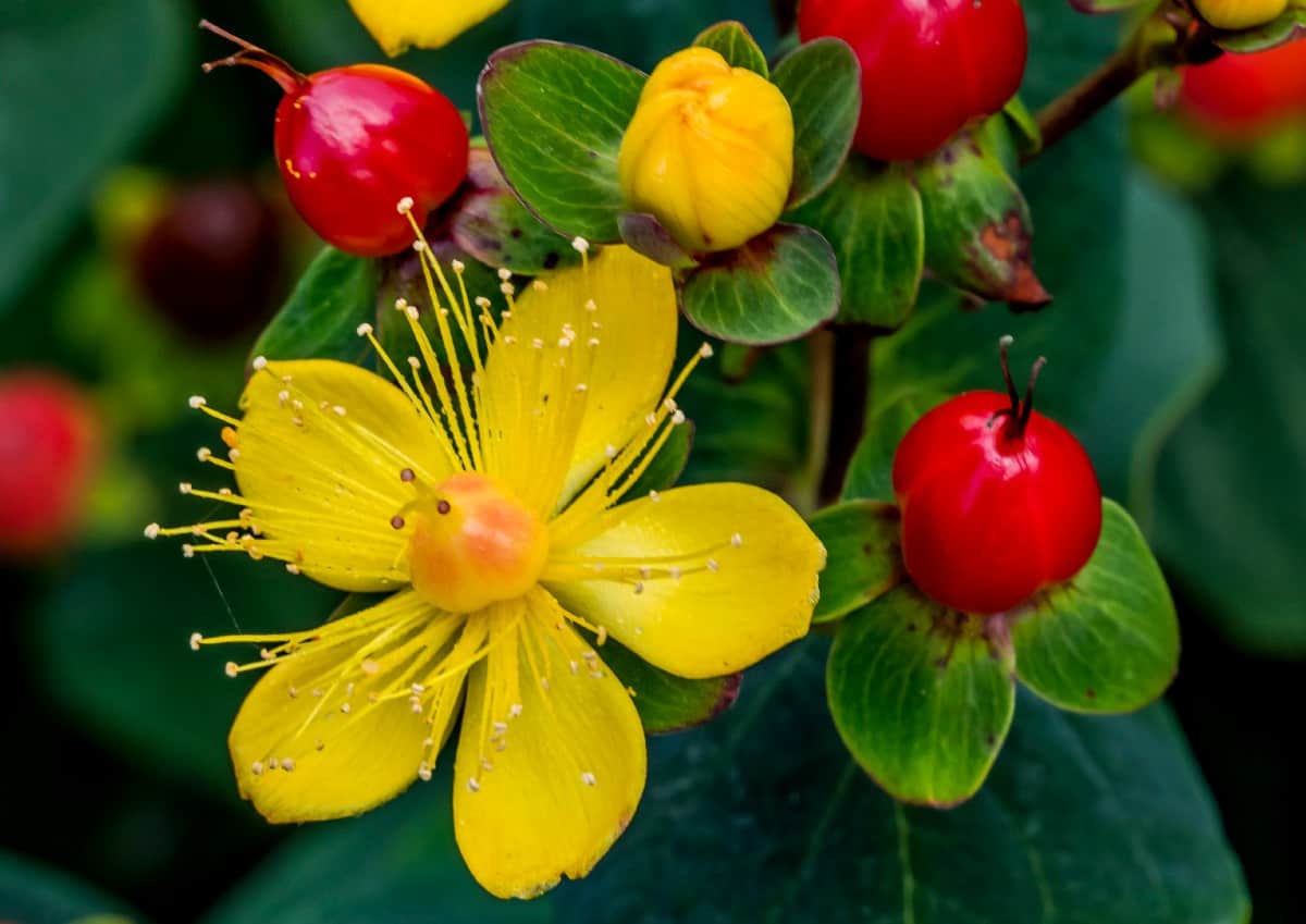 Red fame St. John's wort is a semi-evergreen.