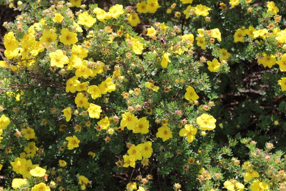 Shrubby cinquefoil has a long blooming period.