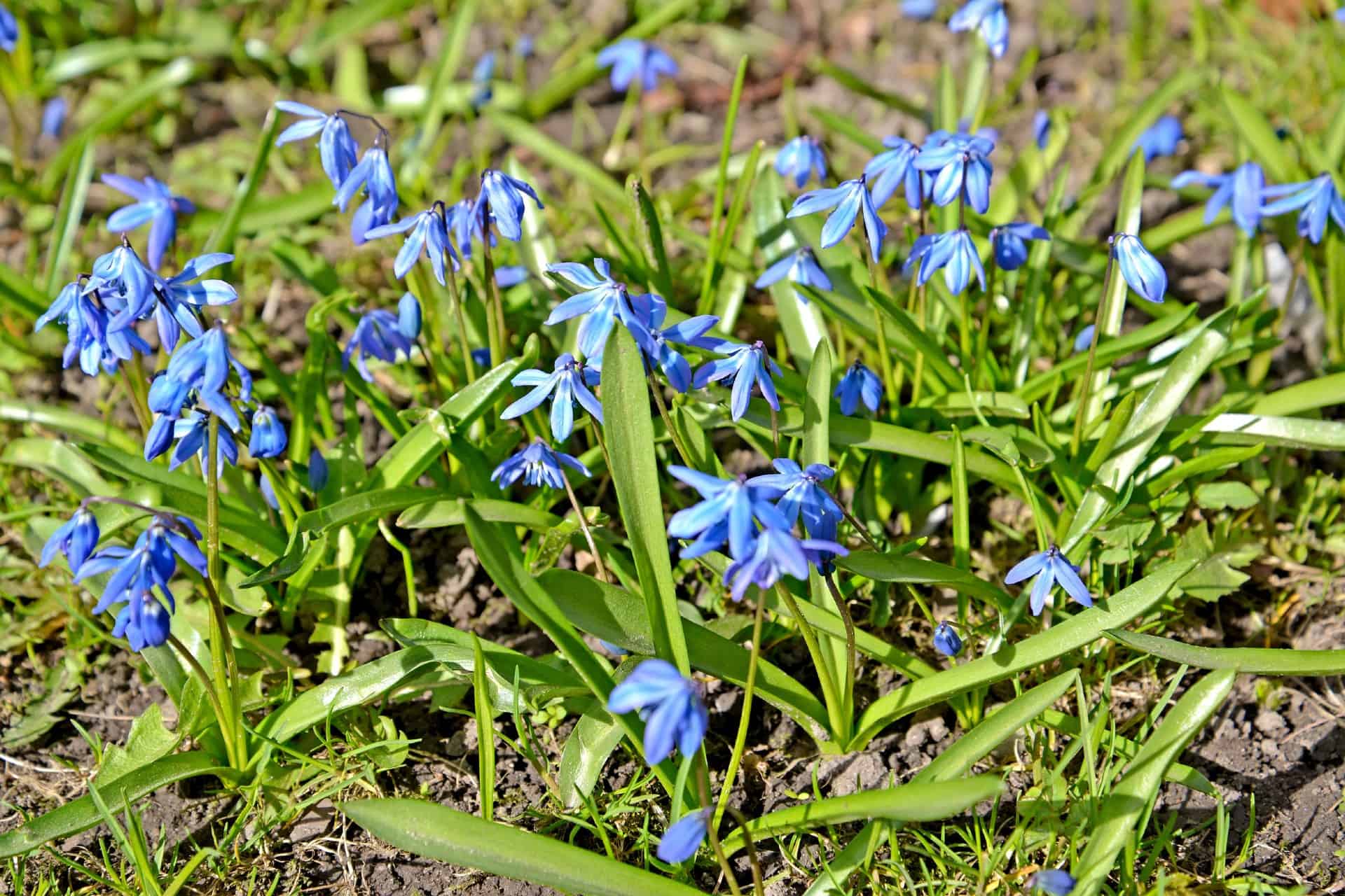 The Siberian squill is pretty but smells terrible.