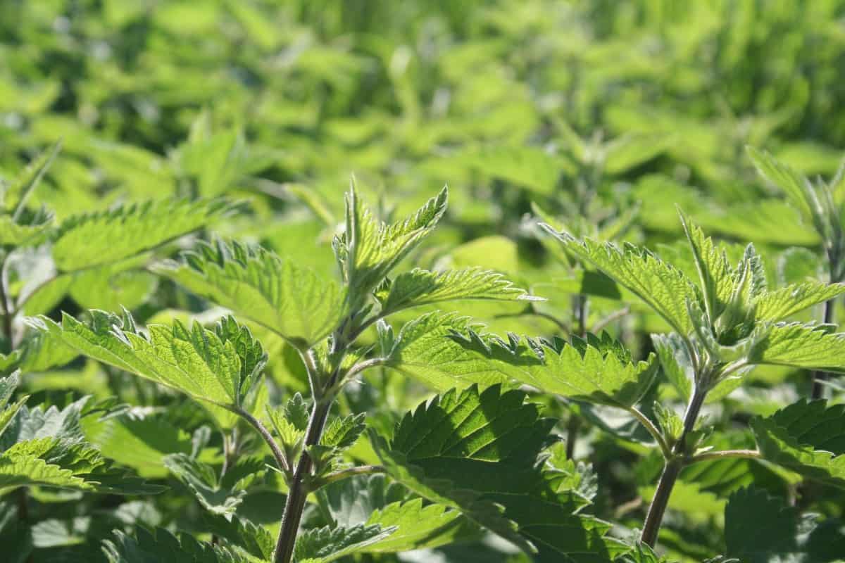 Stinging nettle is one of the best plants for repelling skunks.