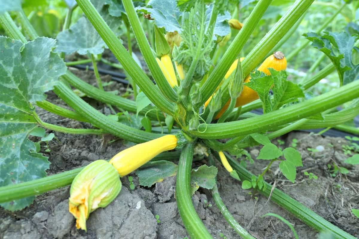 Summer squash is easy to grow.