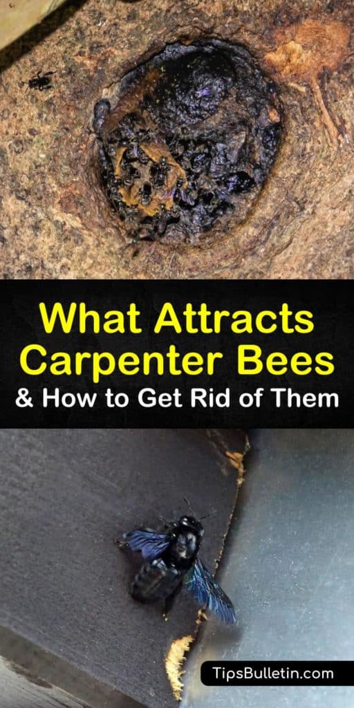 Learn how to use a carpenter bee trap or an insecticide to get rid of bees. Like honey bees, these pollinators are not harmful to humans, however, they do cause problems to wood structures and pest control is necessary. #carpenter #bees #attracts #wood #pollinator