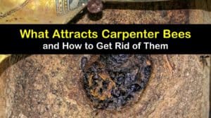 What Attracts Carpenter Bees titleimg1