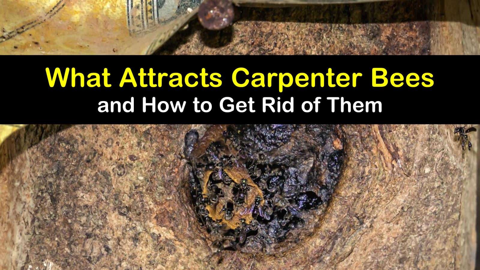 What Attracts Carpenter Bees and How to Get Rid of Them