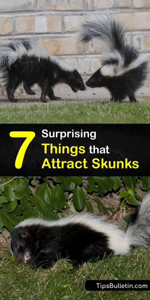 Create all-natural skunk repellent that gets rid of the critters without animal control. Raccoons and skunks are attracted to grubs and larvae in the yard as well as cat food and trash in your garbage can. Predator urine and cayenne pepper are great ways to repel skunks. #what #attracts #skunks