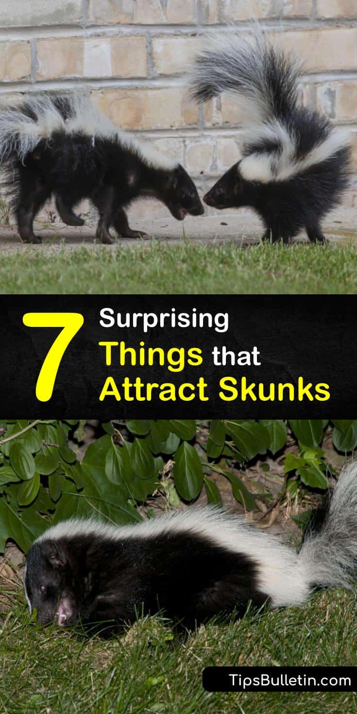 7 Surprising Things that Attract Skunks